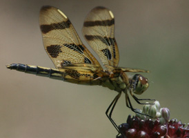 Halloween Pennant